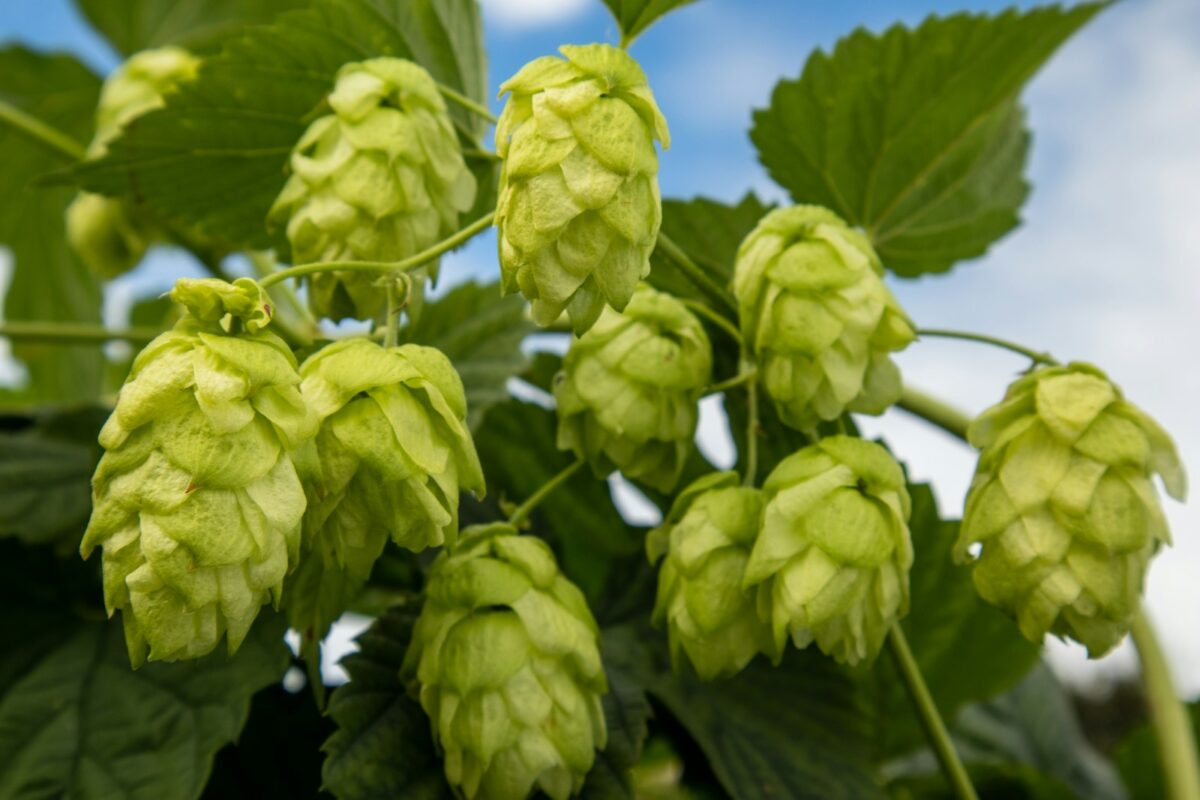 Conuri de hamei verde, ingredientul care dă aroma berii IPA